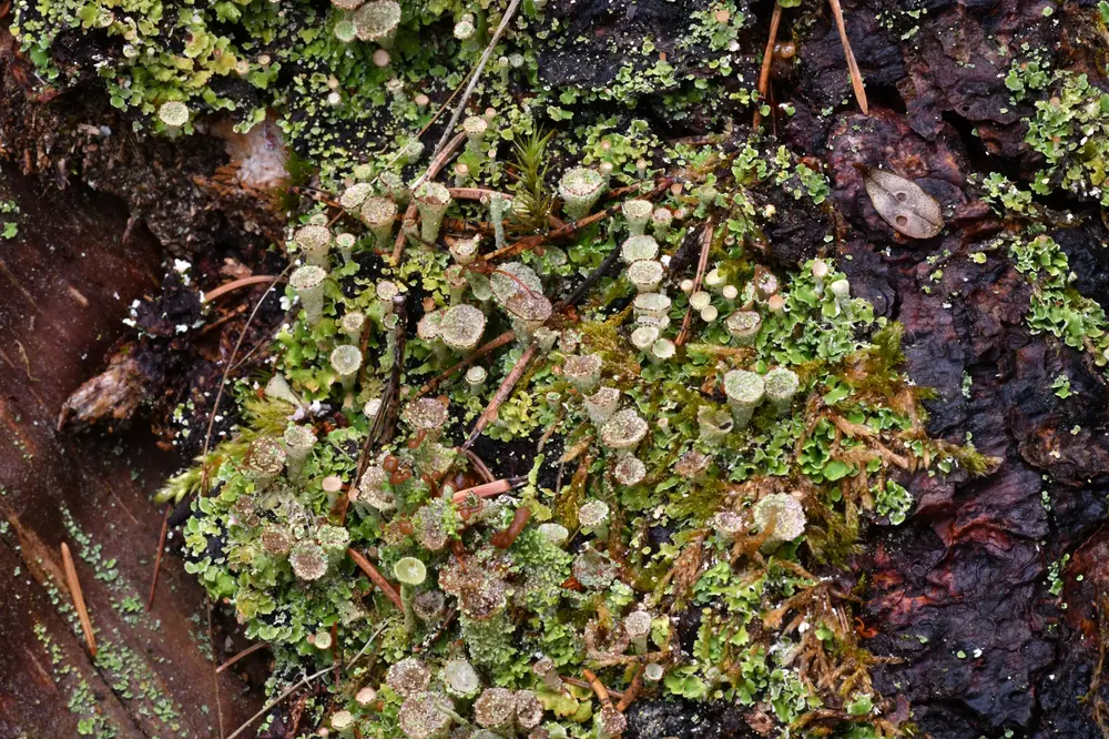 Moorlandschaft erforschen