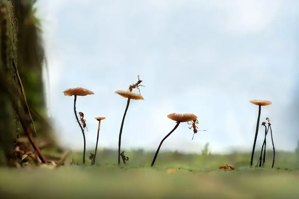 SOKO Naturpark