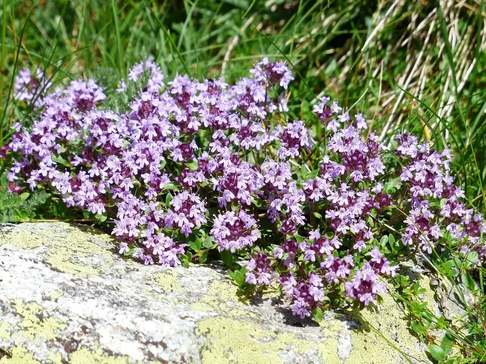 Wildkräuter entdecken