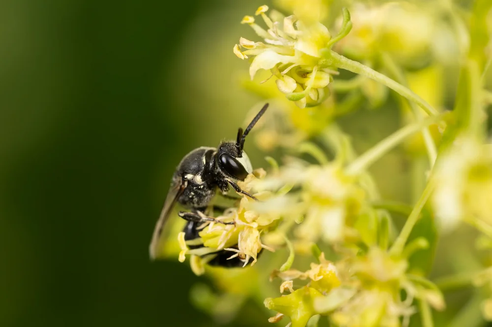 Wildbienenausstellung
