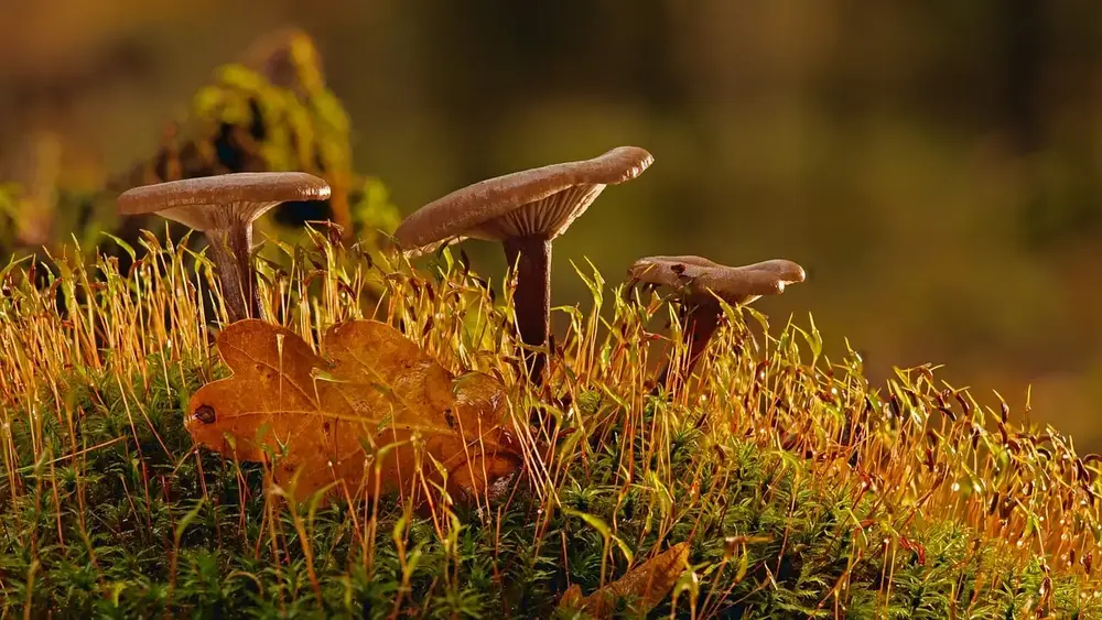 Funghi al dente