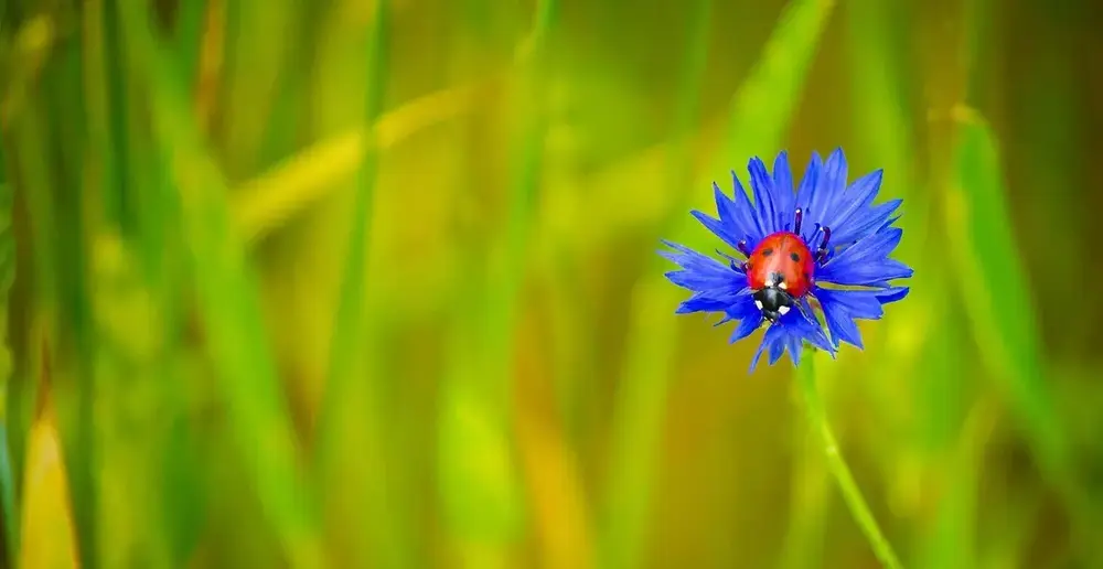 Wildkräuter entdecken