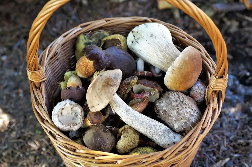 Funghi al dente