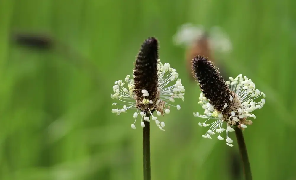 Wildkräuter entdecken